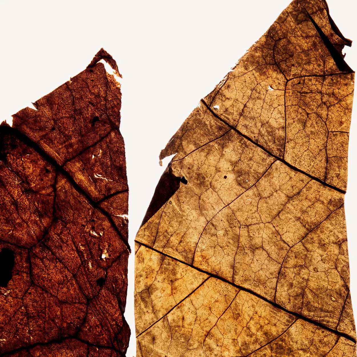 VOLZAK PARFUM MIEL DORÉ 100ML HOMME